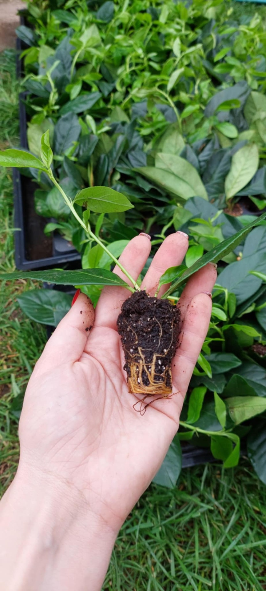 Babérmeggy Novita Szaporítóanyag 10/20 