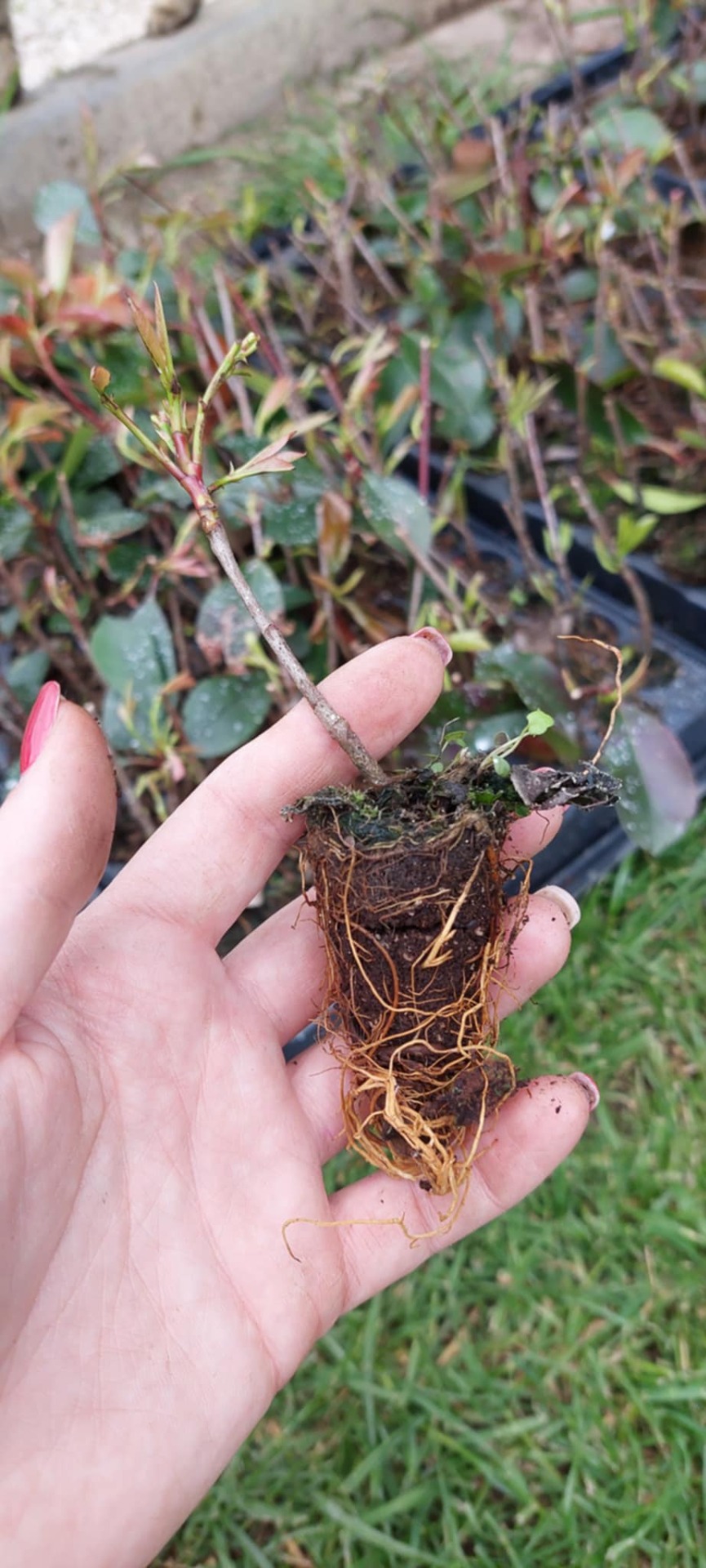 Korallberkenye Red Robin szaporítóanyag 10/20