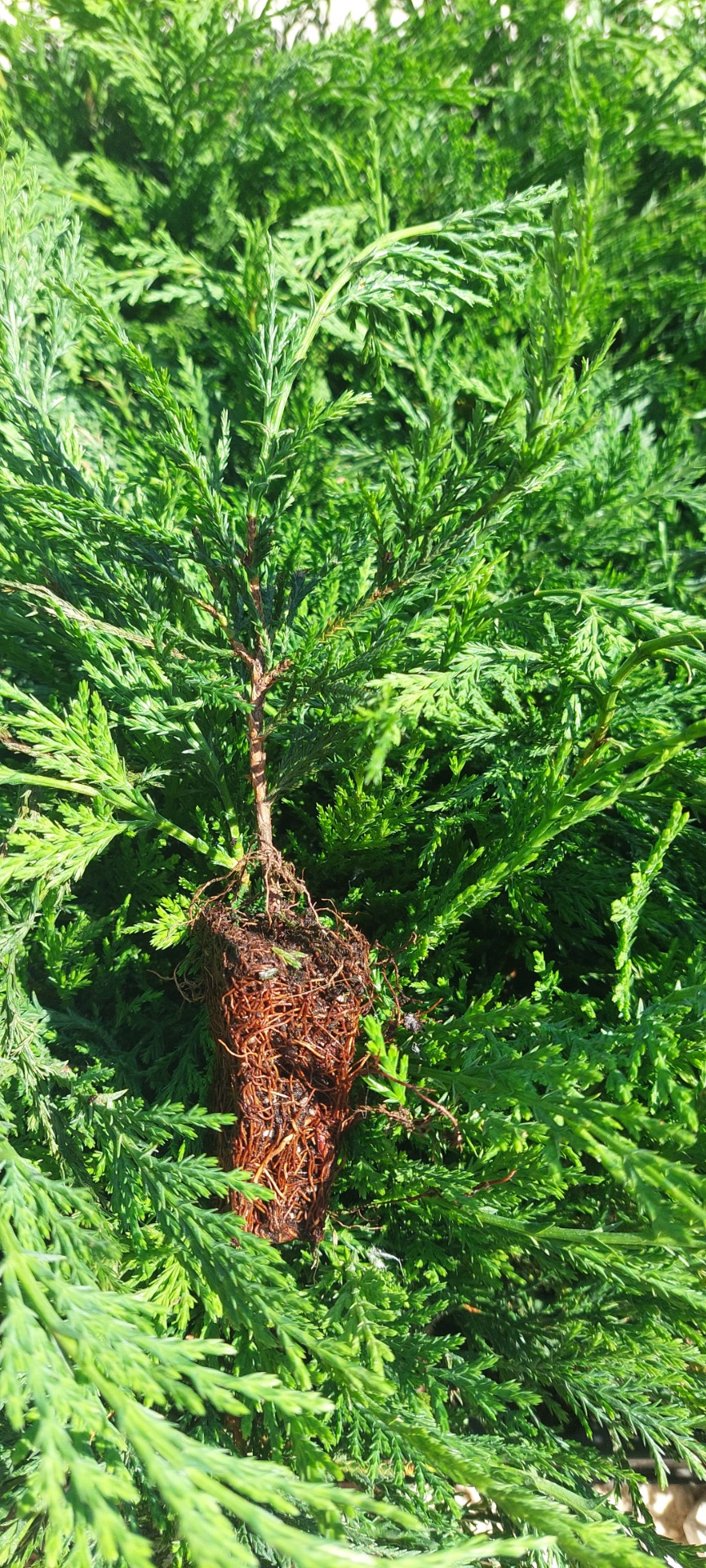 Lylandi Ciprus szaporítóanyag 10/20