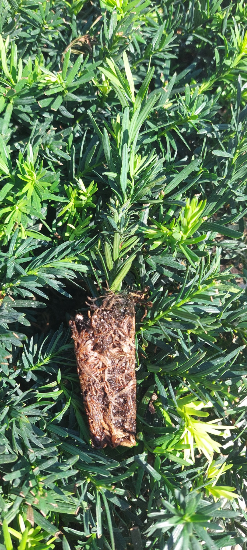 Oszlopos tiszafa 'Hillii szaporítóanyag 10/20