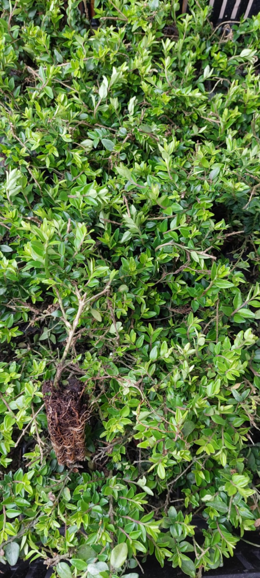 Mirtuszlonc Maigrün szaporítóanyag 10/20