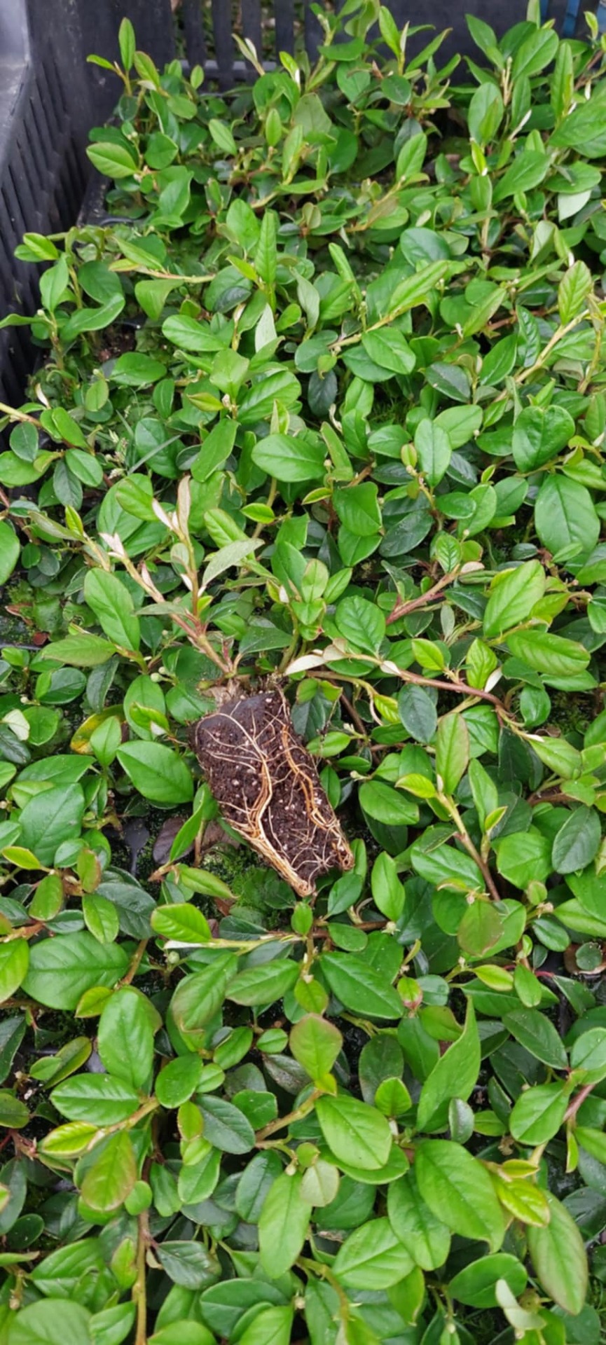 Madárbirs 'Major szaporítóanyag 10/20