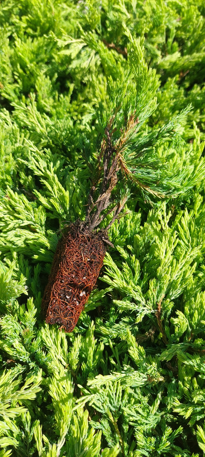 Kúszóboróka 'Lime Glow' szaporítóanyag 10/20