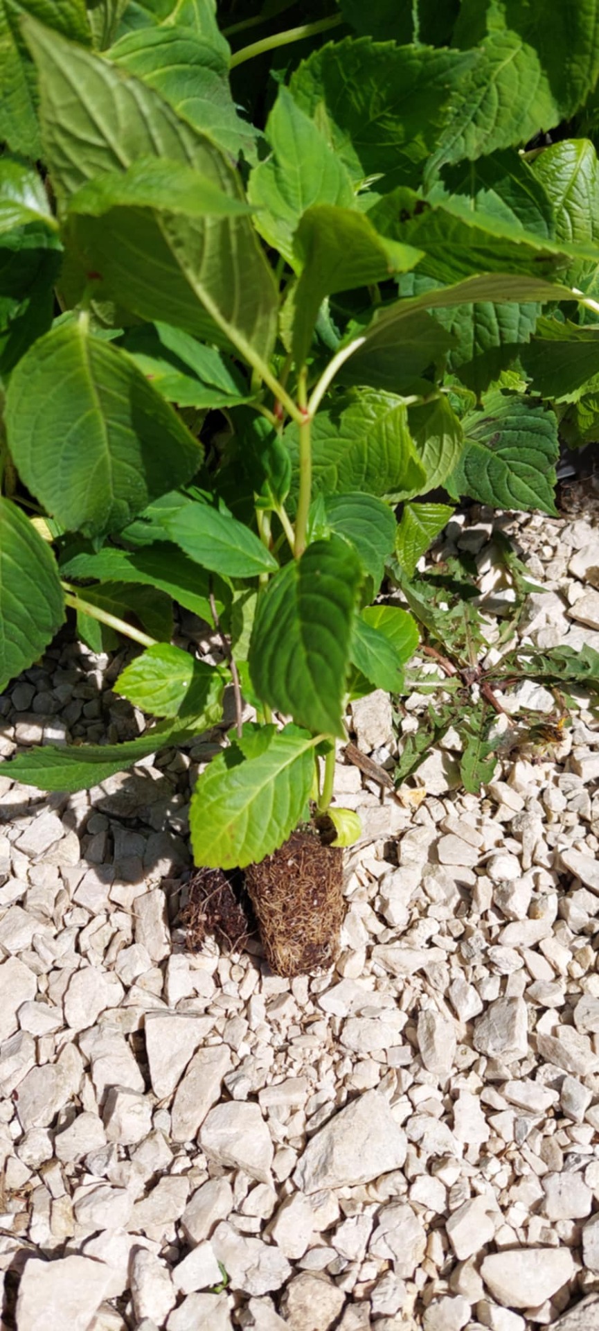 Hortenzia szaporítóanyag 10/20