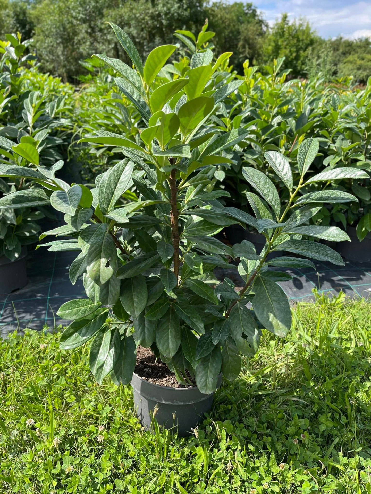 Babérmeggy Novita konténeres 60/80