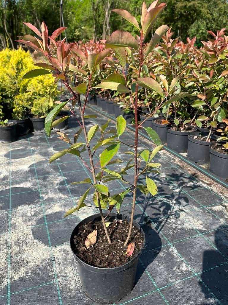 Korallberkenye Red Robin konténeres 60/80