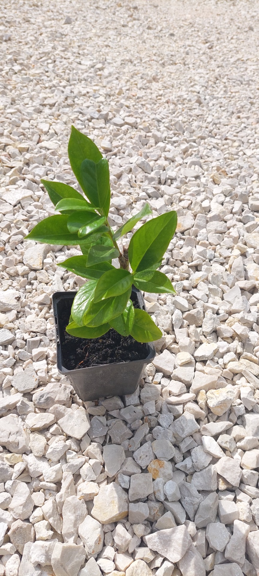 Babérmeggy Novita Konténeres 10/20