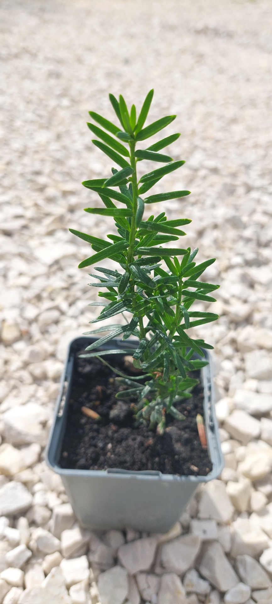 Oszlopos tiszafa 'Hillii' konténeres 10/20