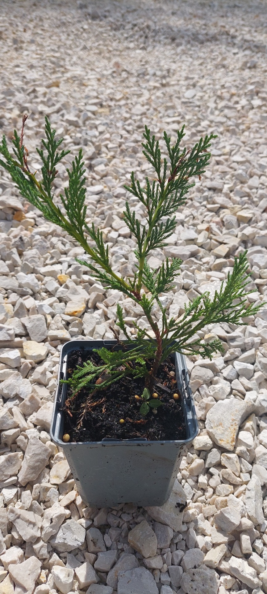 Lylandi ciprus konténeres 10/20