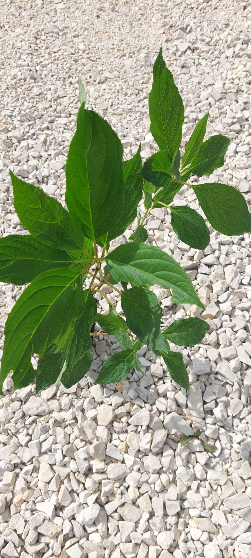 Hortenzia konténeres