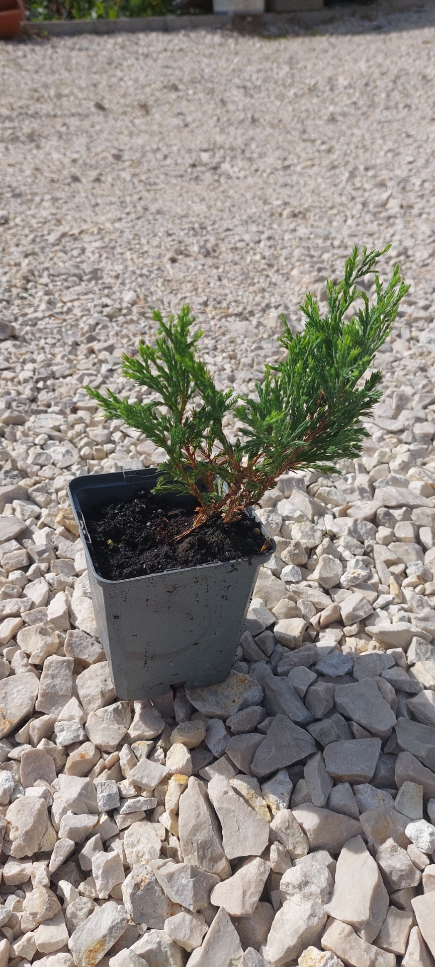 Kúszóboróka 'Lime Glow' konténeres 10/20