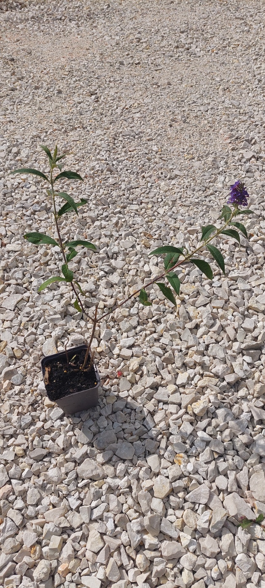 Nyáriorgona Empire Blue konténeres 10/20