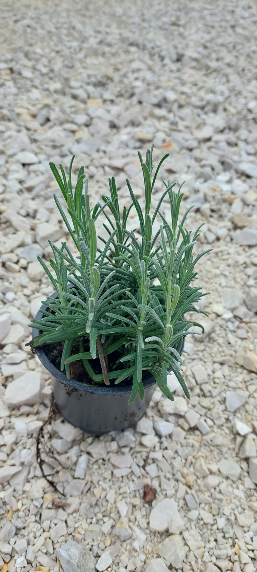 Levendula konténeres