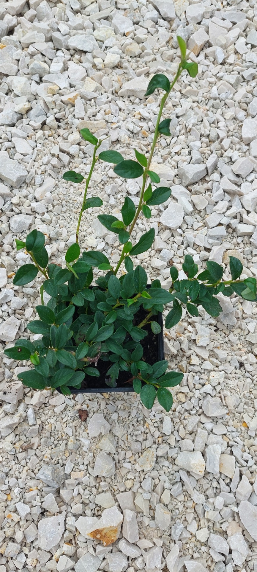 Madárbírs Major konténeres 10/20