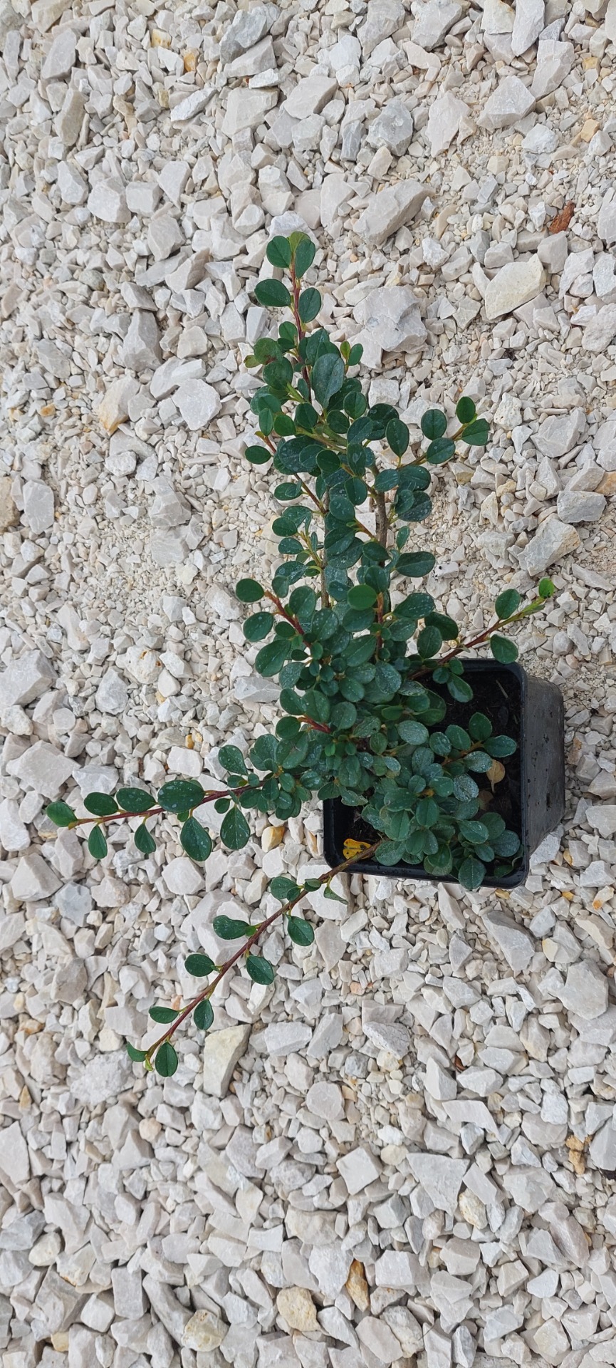 Madárbírs Bella konténeres 10/20