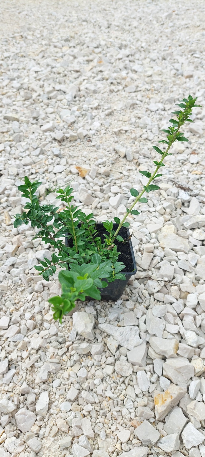 Mirtuszlonc Maigrün  Konténeres 10/20